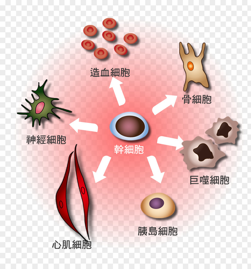 Bloodcell Banner Hematopoietic Stem Cell Cellular Differentiation Red Blood White PNG