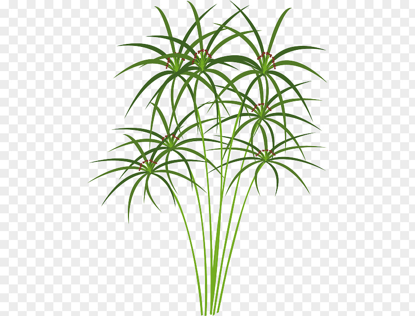 Cyperus Papyrus Paper Nile Clip Art PNG