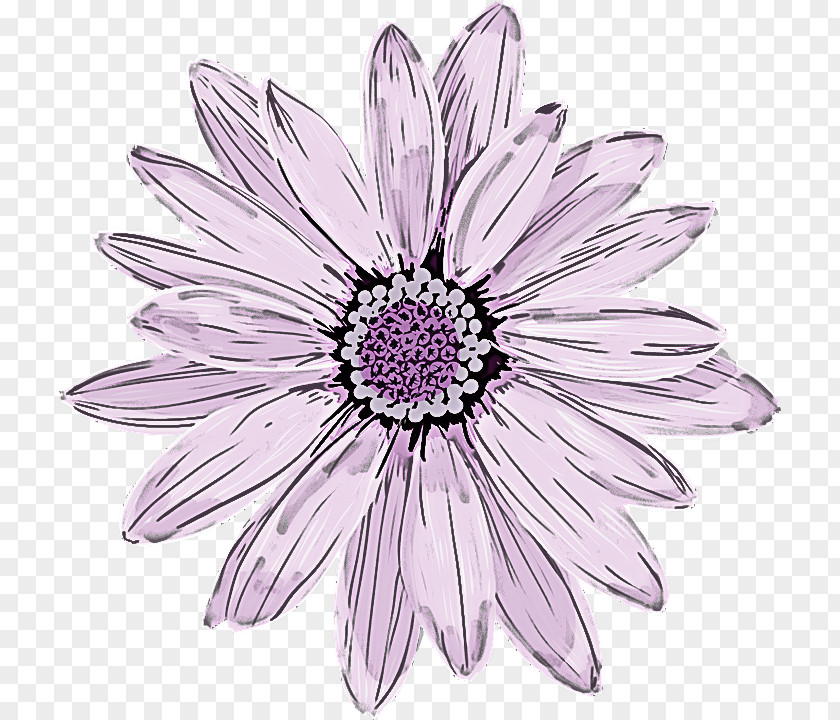 Flower Petal African Daisy Pink Plant PNG