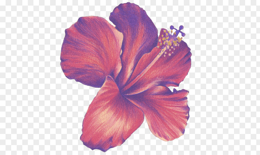 Hibiscus Flower Drawings Colored Pencil Sketch PNG