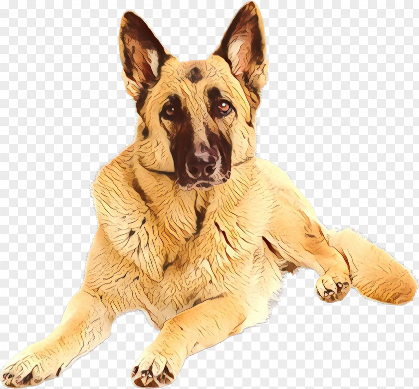 Old German Shepherd Dog Snout Breed King PNG