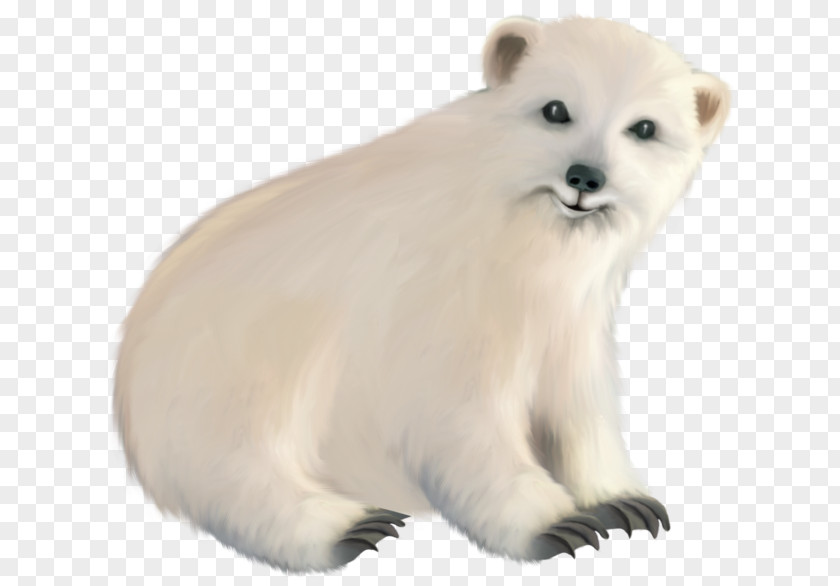 Polar White Bear Bear, What Do You Hear? Regions Of Earth PNG