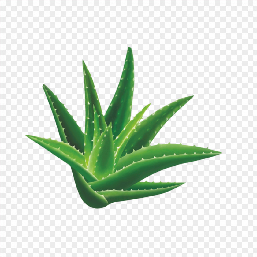 Aloe Vera Cosmetics Australia Plant PNG