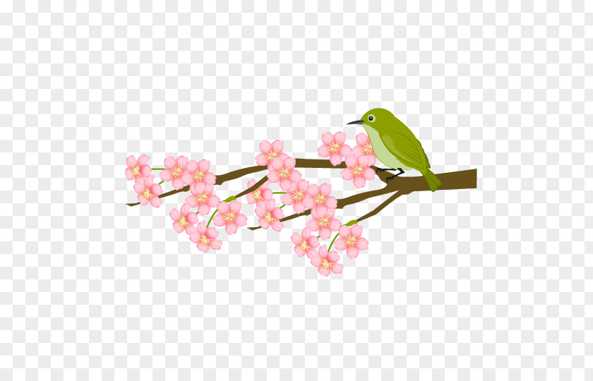 Cherry Blossom Japanese Bush Warbler Plum Petal PNG