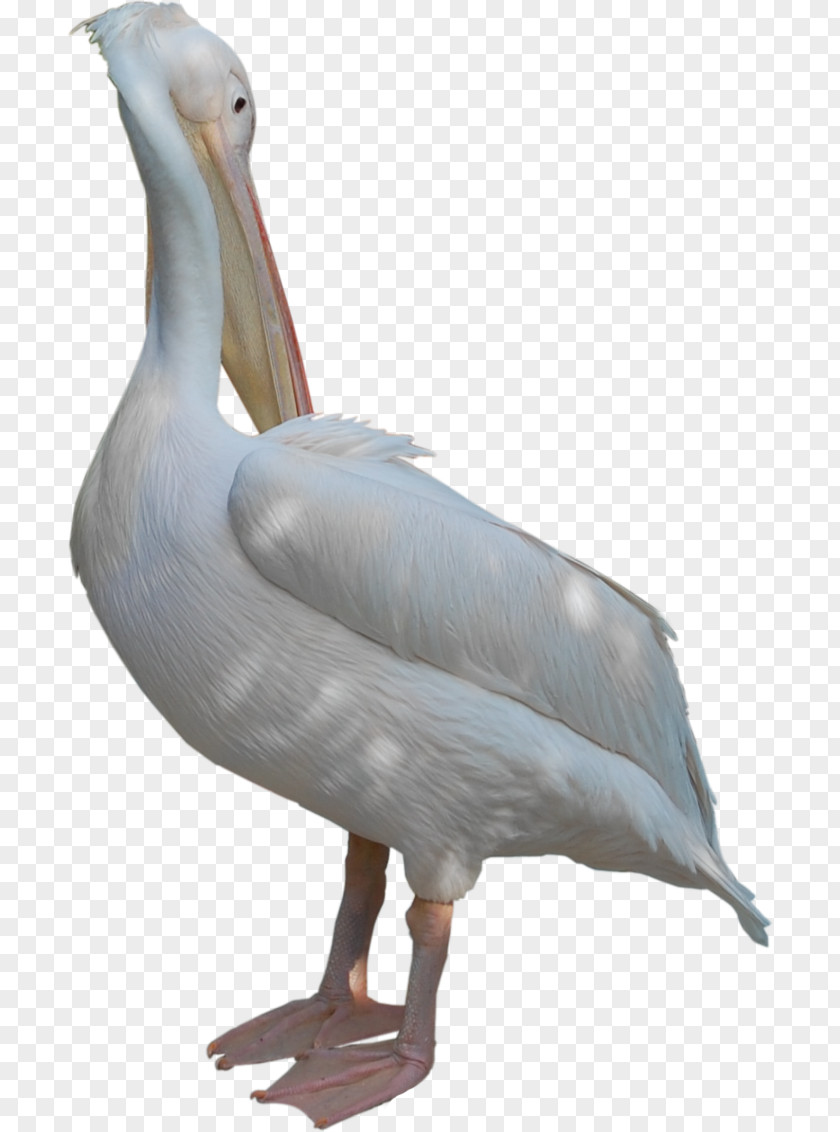 Goose Duck Pelican Beak Feather PNG