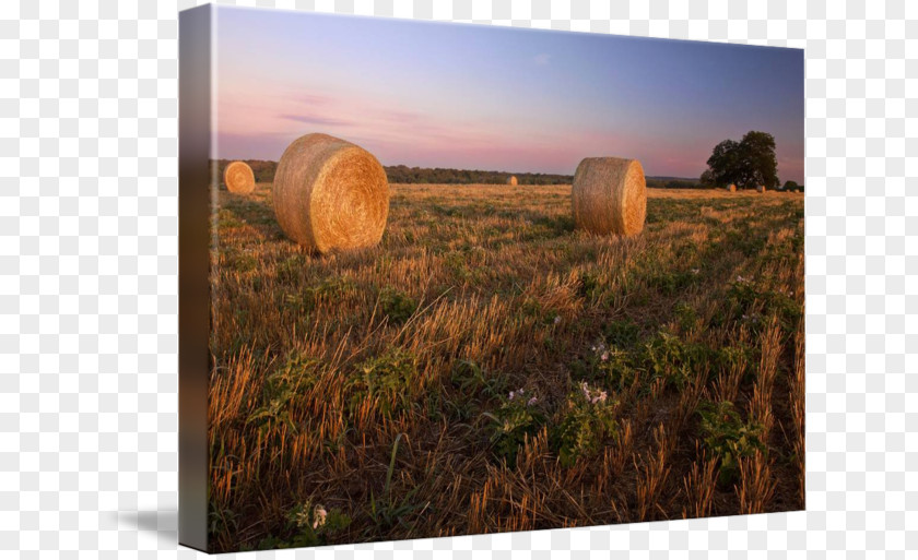 Hay Harvest Prairie Sky Plc PNG