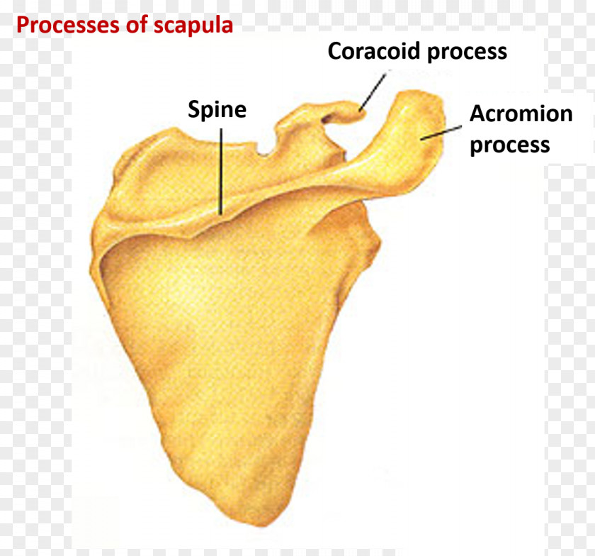 Joint Scapula Organism PNG
