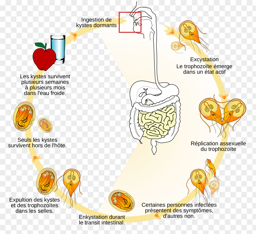 Life Cycle Giardia Lamblia Giardiasis Biological Trophozoite Flagellate PNG