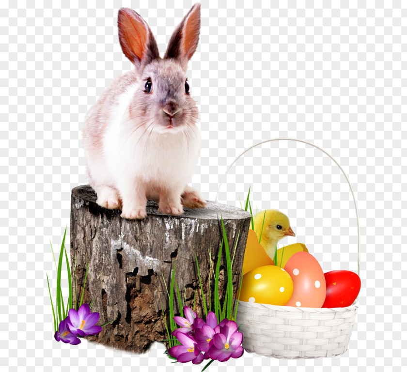Easter Bunny Monday Domestic Rabbit Dydd Sul Y Pasg PNG