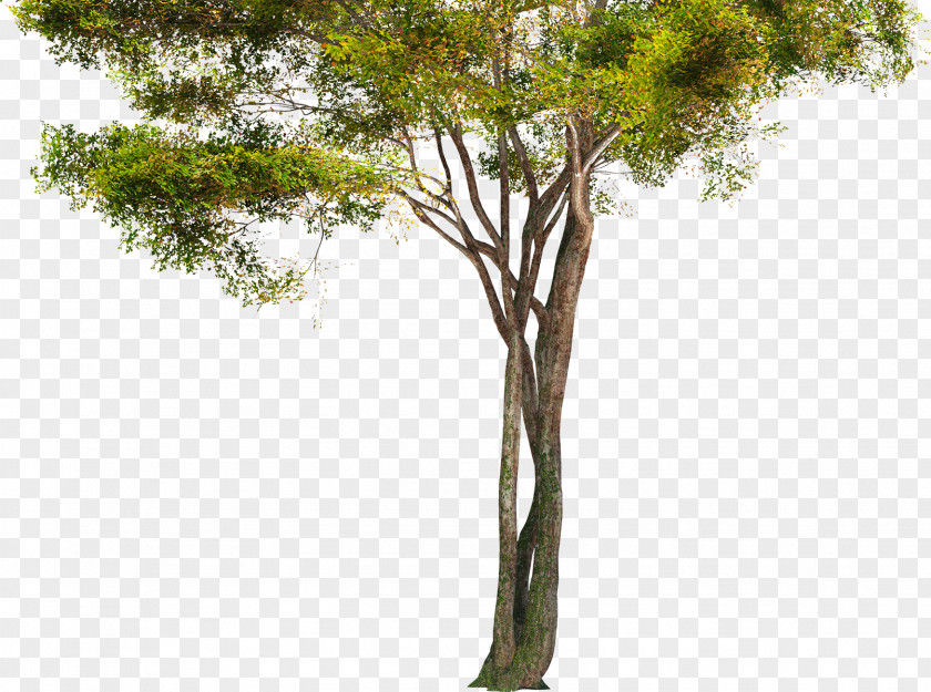 Fir-tree Tree Branch Trunk PNG