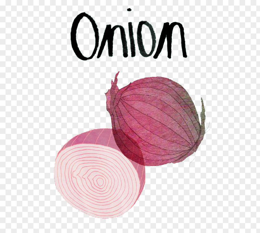 Onion Red Vegetable Food Illustration PNG