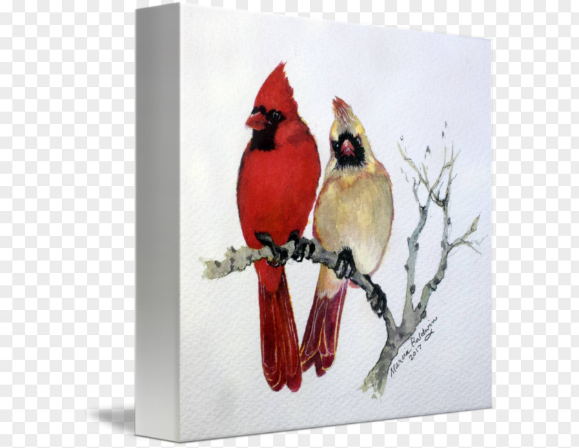 Bird St. Louis Cardinals Northern Cardinal Finches Drawing PNG