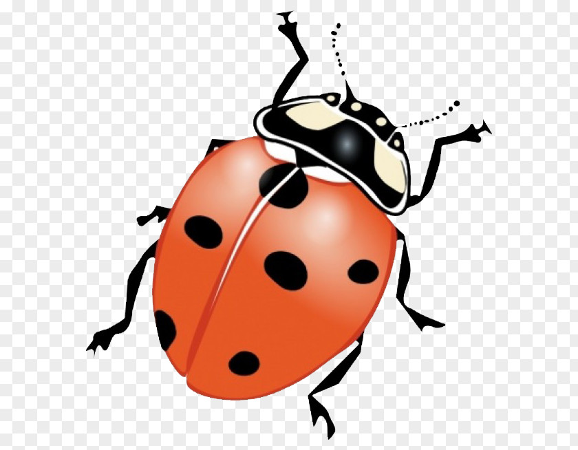 Joaninha Ladybird Beetle Drawing Clip Art PNG