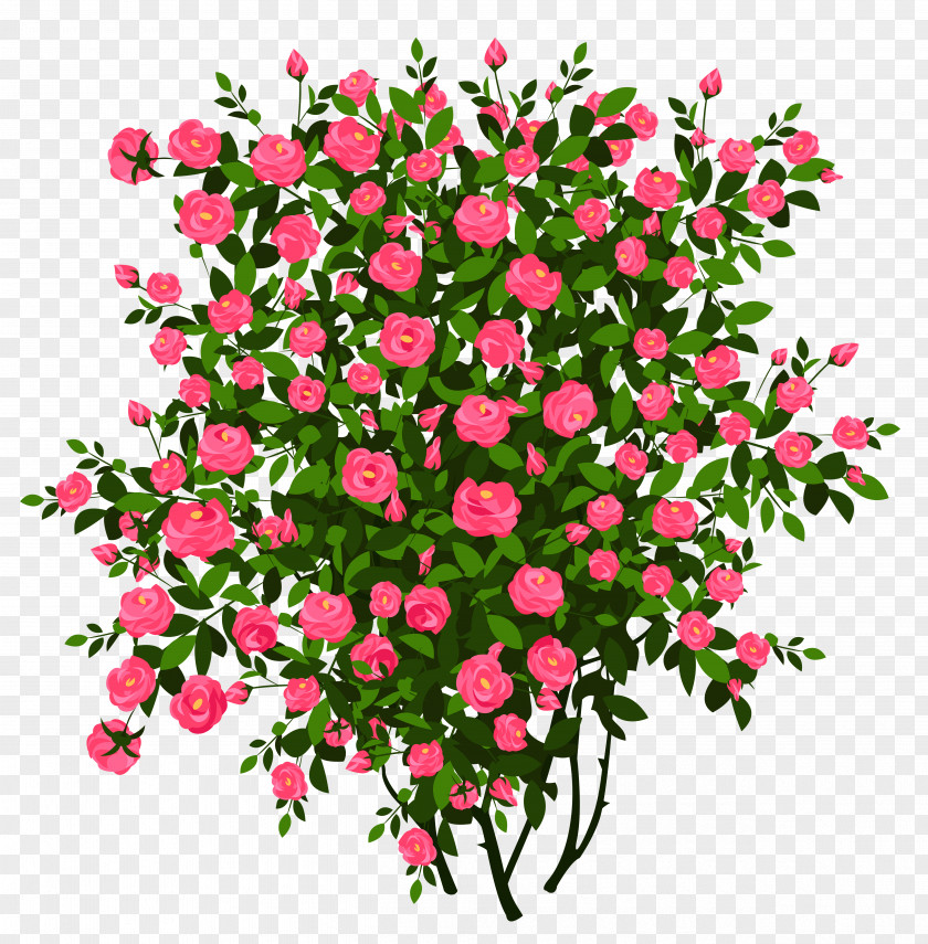 Pink Rose Bush Clipart Picture Shrub Flower Clip Art PNG