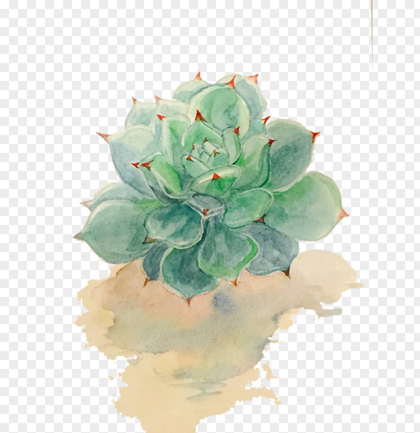 Succulent Plants Plant Watercolor Painting Drawing PNG