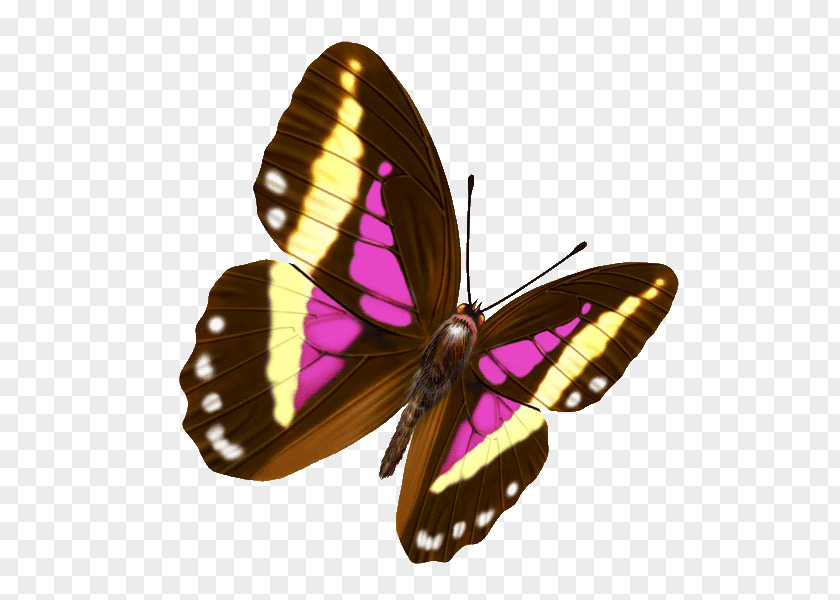 Butterfly 新浪博客 Color Blog Photography PNG