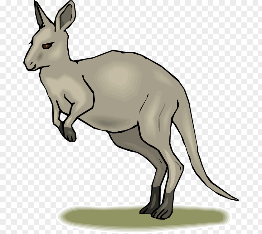 Kangaroos Cliparts Blog Free Content Clip Art PNG