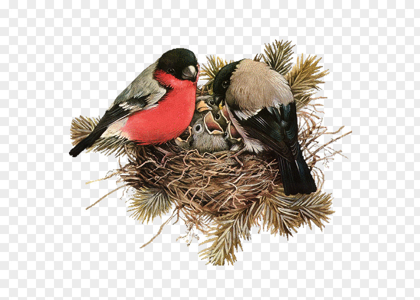 Nest Edible Birds PNG
