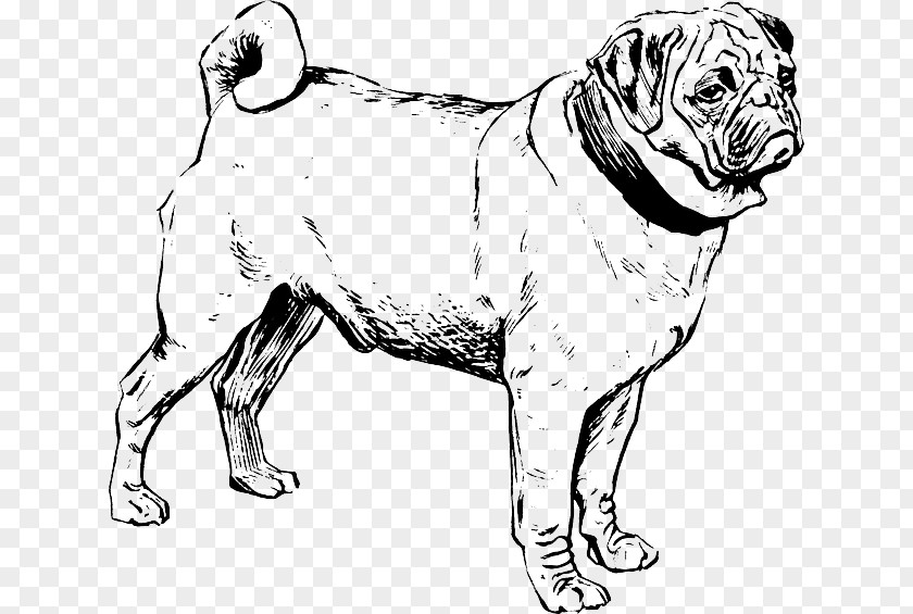 Puppy Puggle French Bulldog Chow PNG