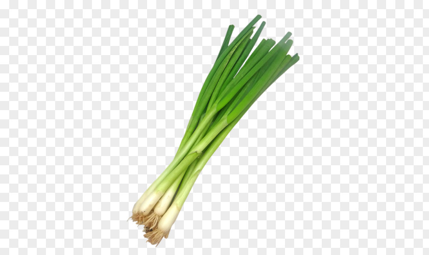 Welsh Onion Vegetable Scallion Leek PNG