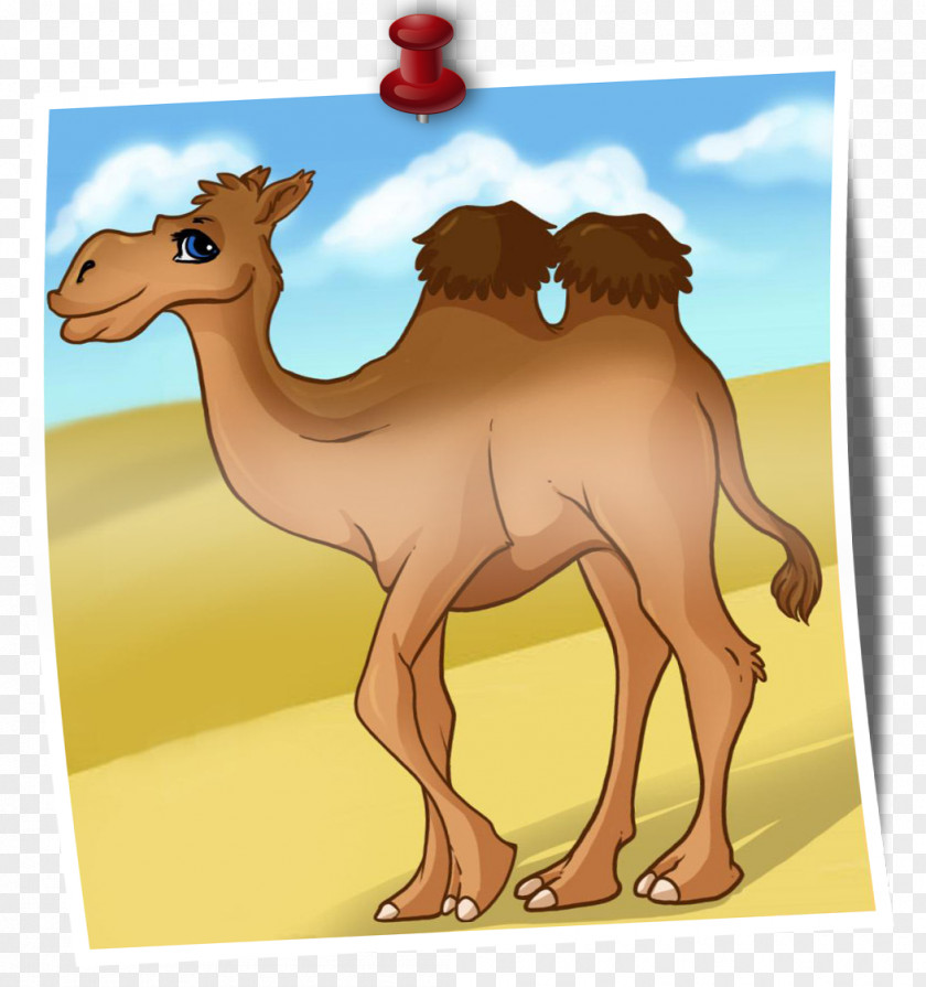 Camel Drawing Animated Cartoon Image PNG