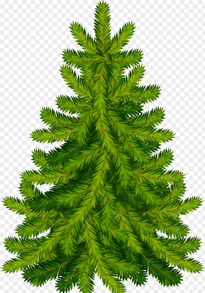 Christmas Tree Fir Day Clip Art Pine PNG