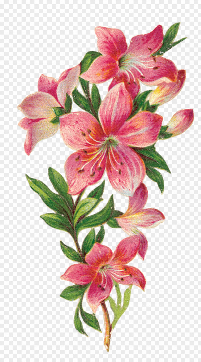 Flower Cut Flowers PNG