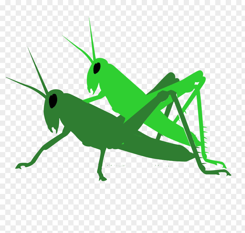 Grasshopper Locust Pest Clip Art PNG