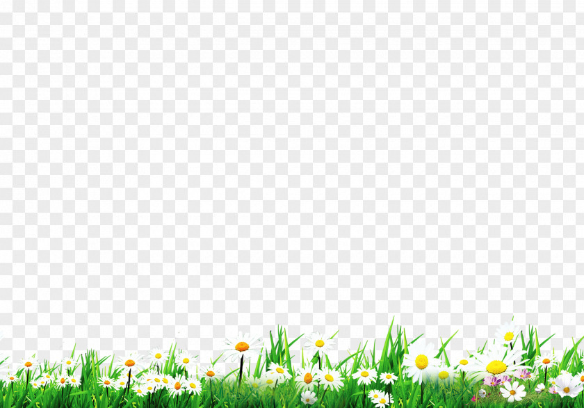 Green Grass And White Flowers Lawn Download Wallpaper PNG