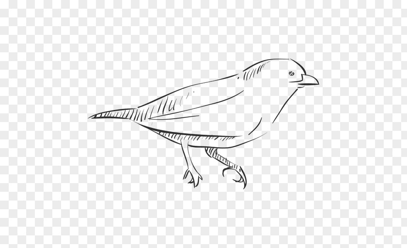 Hand Drawn Bird Drawing Thrush PNG