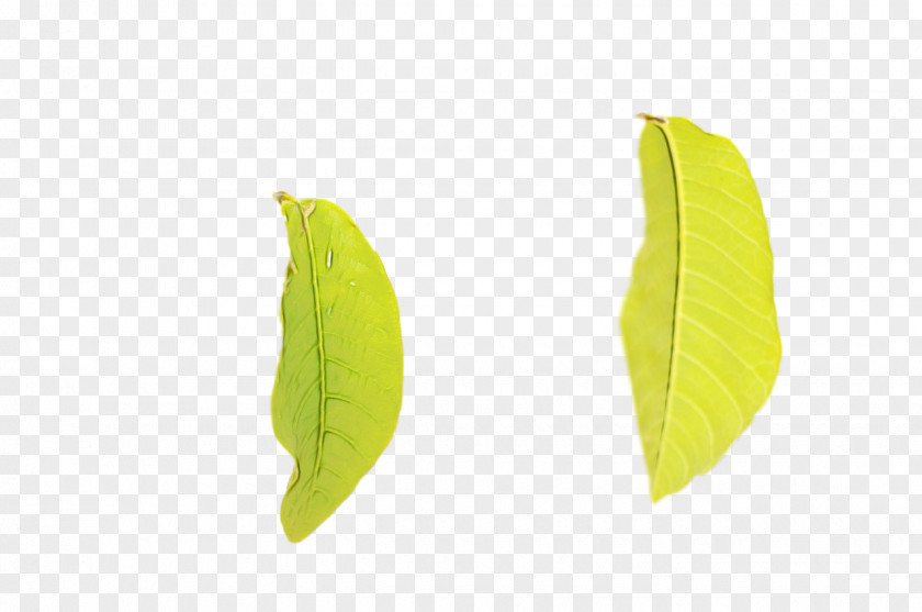 Leaf Biology Plants Science Plant Structure PNG