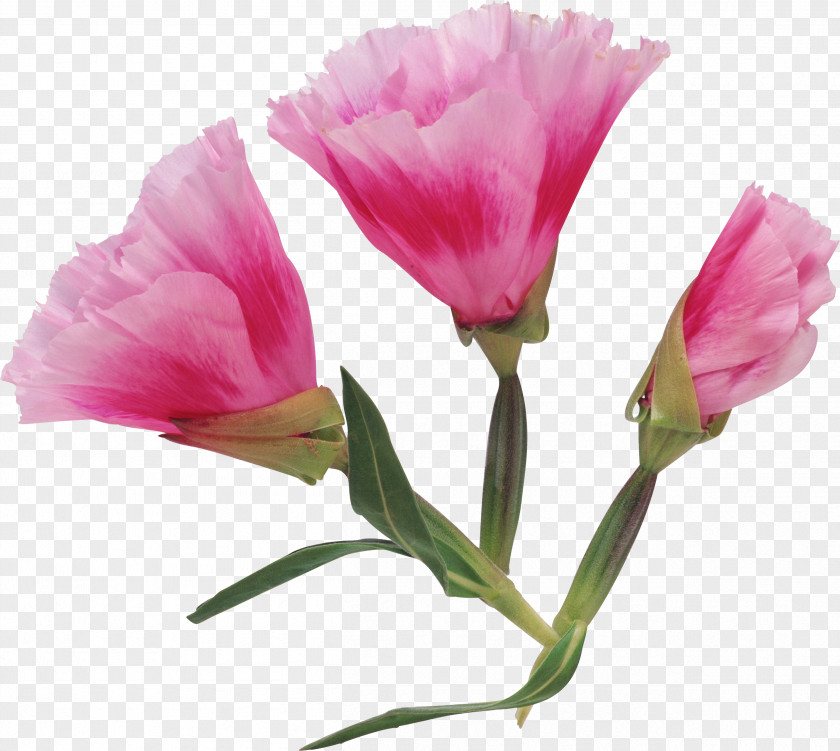 Peach Flowers PNG