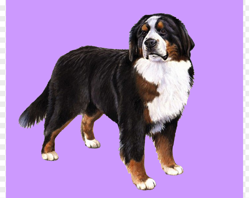 Puppy The Bernese Mountain Dog Great Pyrenees PNG