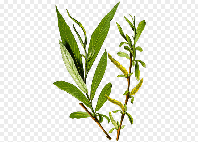 Salix Alba Leaf White Willow Salicin Herb Bark Aspirin PNG