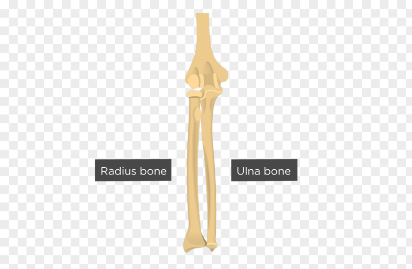 Arm Ulna Radius Capitulum Of The Humerus Bone PNG