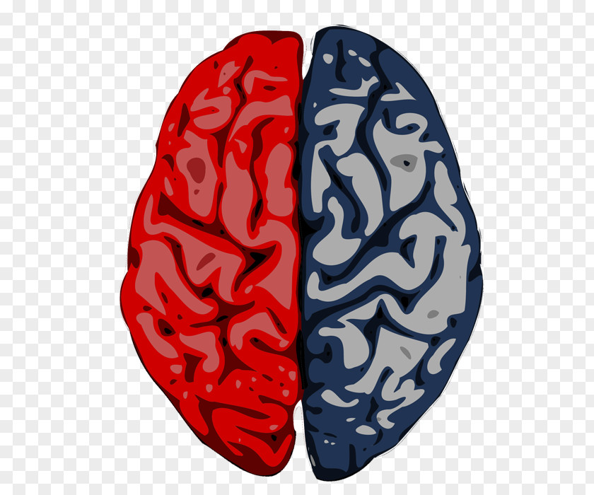 Creative Growth Momentum Brain Cerebrum Cerebral Cortex Hemisphere Science PNG