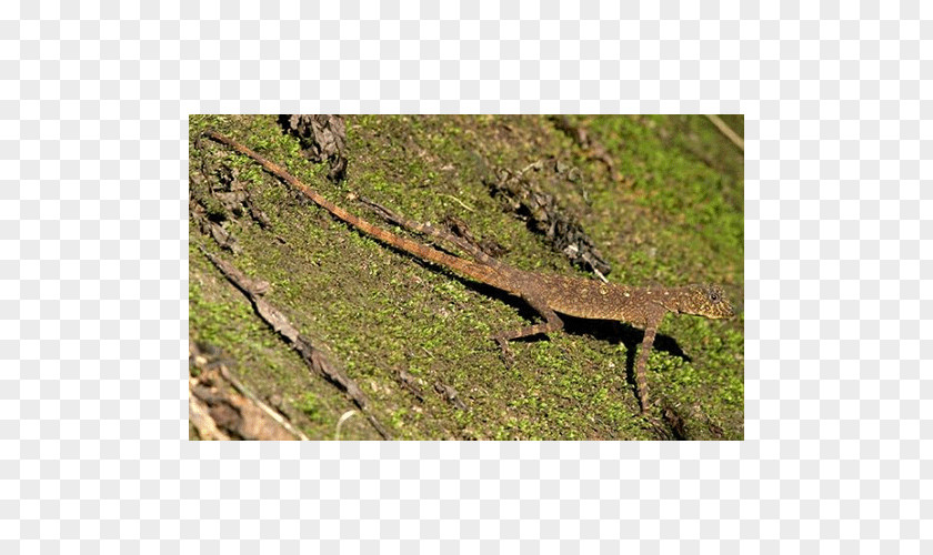 Lizard Dragon Lizards Nature Reserve Alligator Fauna PNG