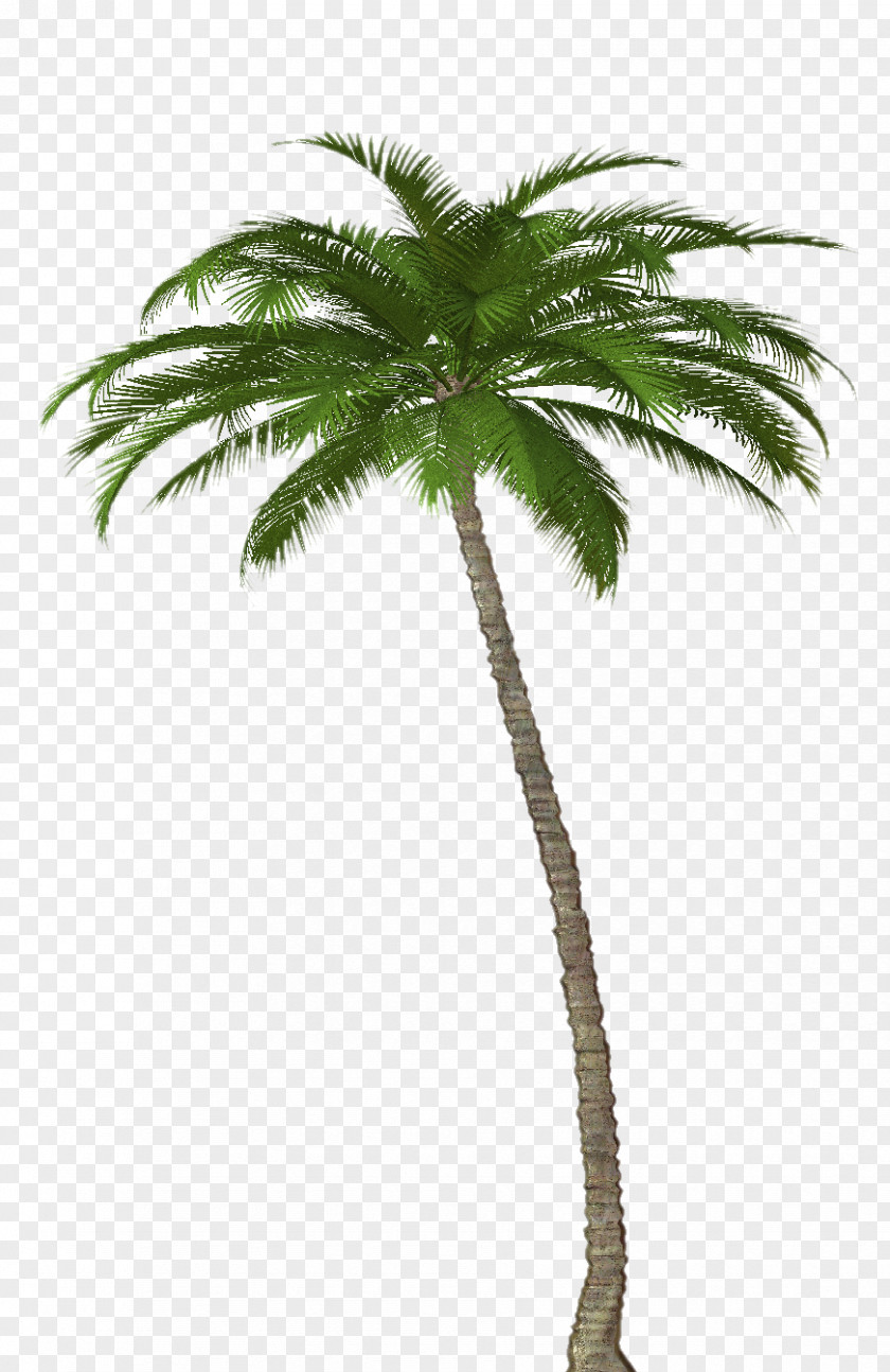 Palm Tree Attalea Speciosa Asian Palmyra Arecaceae PNG