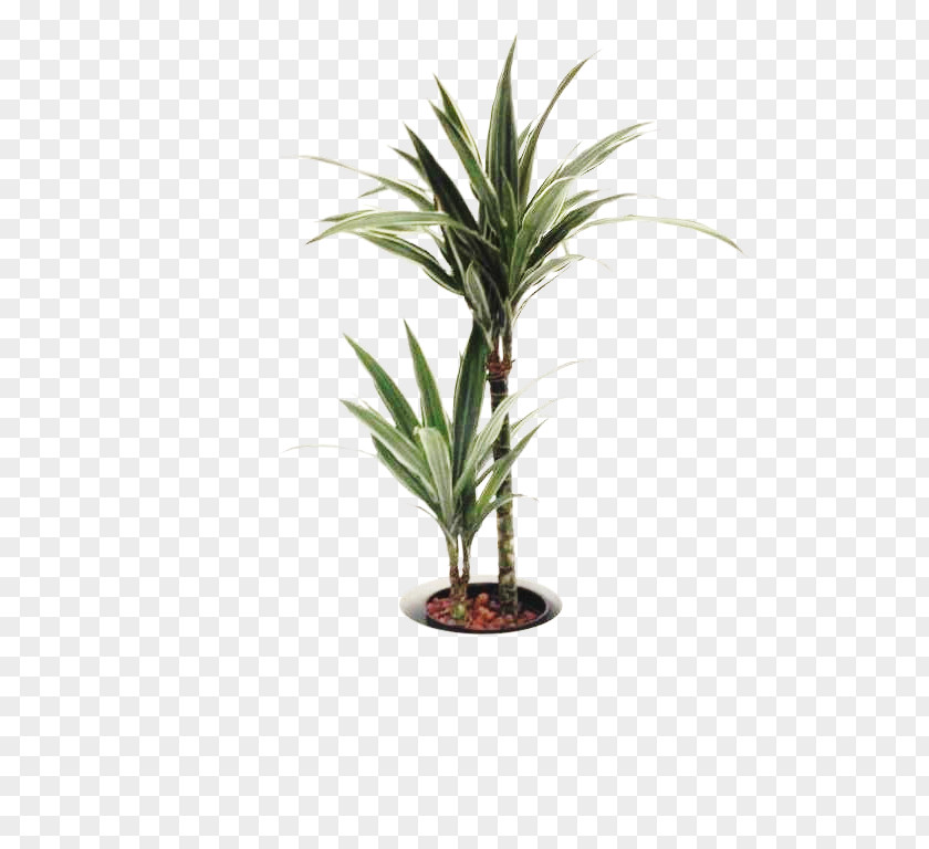 Plant Dragon Tree Dracaena Fragrans Houseplant Arecaceae Flowerpot PNG