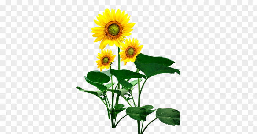 Sunflower Common Wallpaper PNG