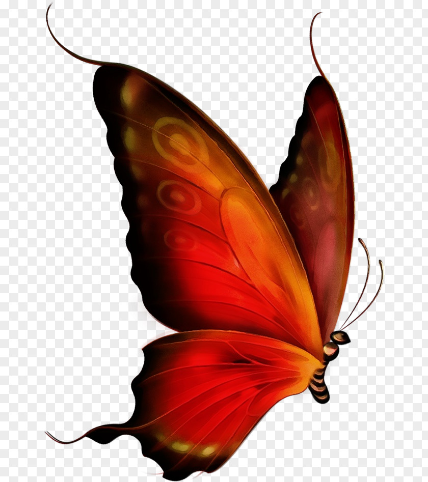 Wing Pollinator Butterfly Leaf Moths And Butterflies Insect Plant PNG