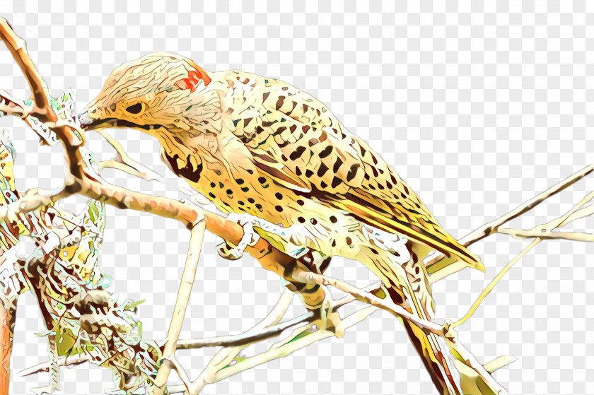 Bird Beak Falconiformes PNG