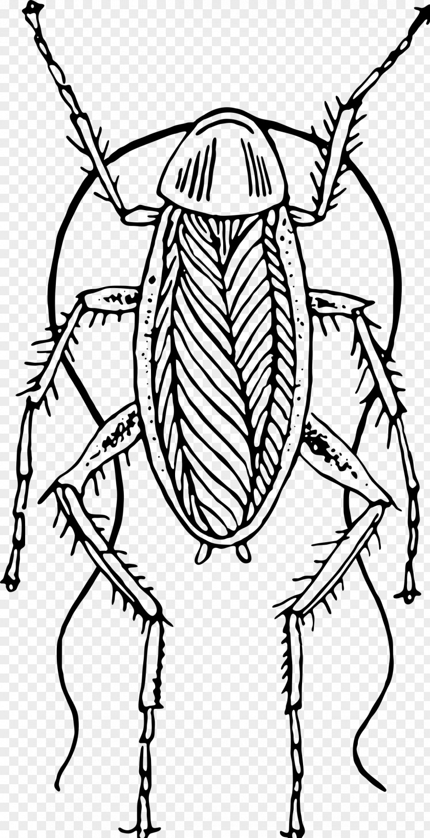 Cockroach Clip Art PNG