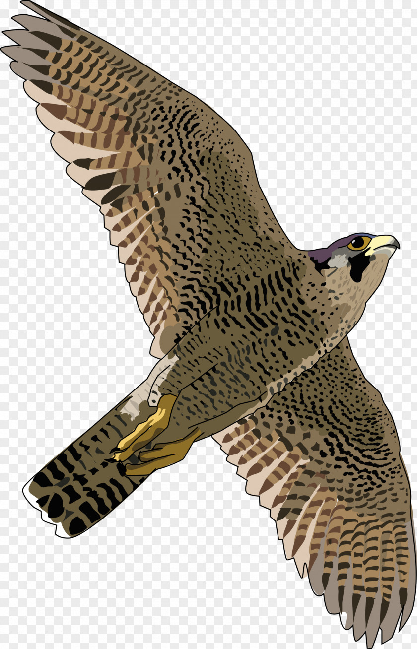 Falcon Free Download Hawk Peregrine Eagle Fauna PNG