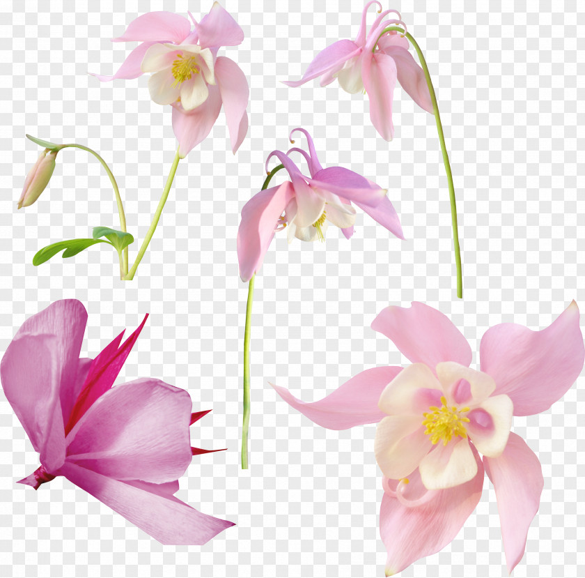 Flower Image Photography PNG