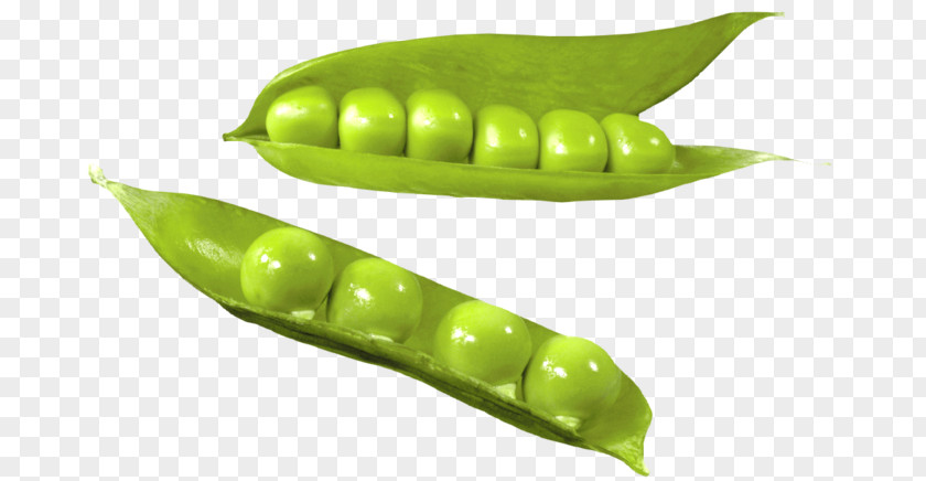 Pea Vegetable Common Bean Green PNG
