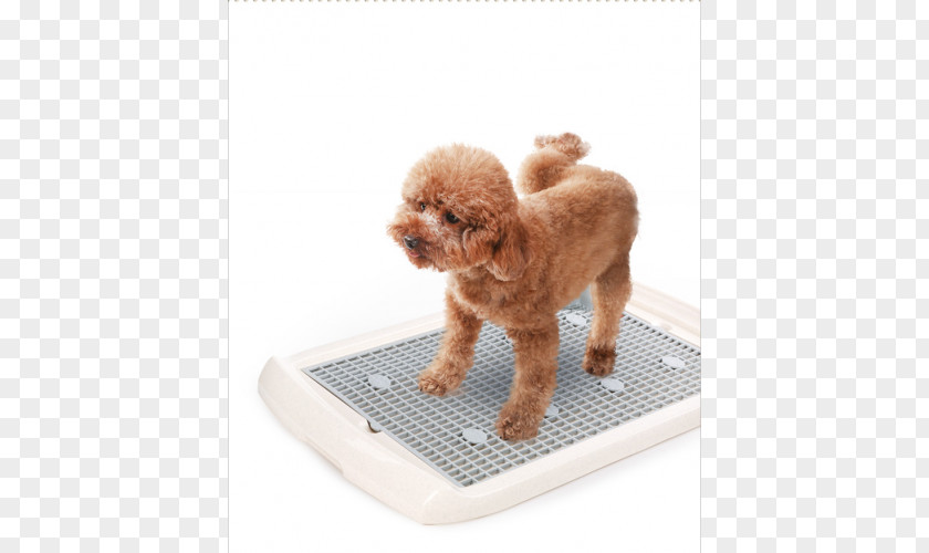 Puppy Miniature Poodle Companion Dog Breed PNG