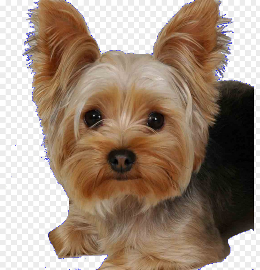 Race Yorkshire Terrier Estrela Mountain Dog Bulldog Shih Tzu PNG