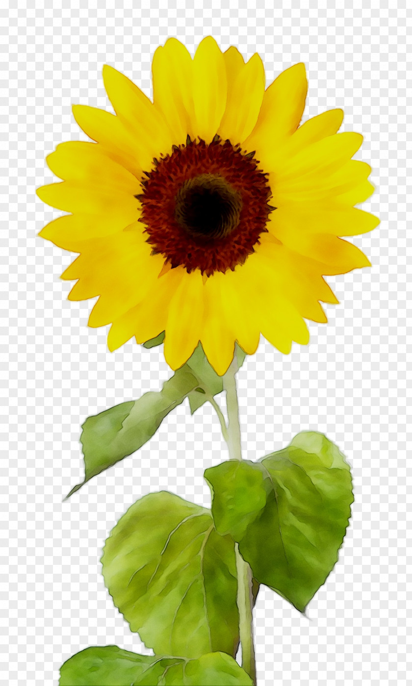 Sunflower Stock Photography Royalty-free Design PNG