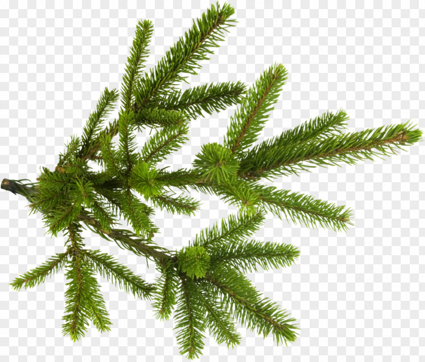 Twigs Spruce Branch New Year Tree Clip Art PNG